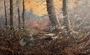 Strutting Gobbler
