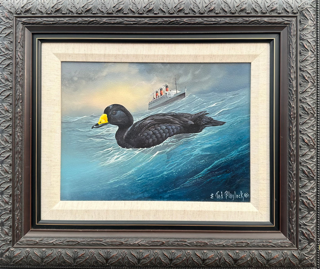 Black Scoter on High Seas